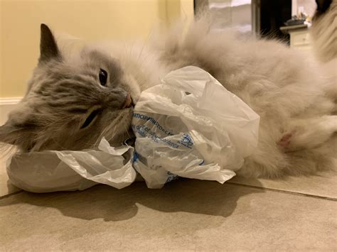 cats with plastic hands|what does a plastic bag and cat have common.